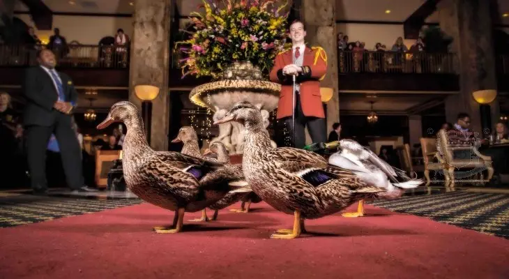 Peabody Ducks